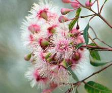 Load image into Gallery viewer, Australian bush vegan candle inspired by pink eucalyptus blossoms and native gum flower scent