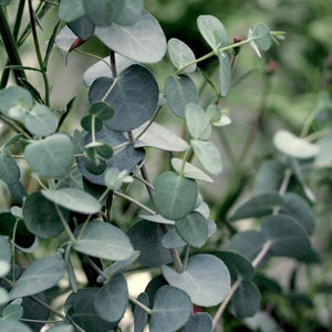 Truth Cosmetics Australian bush vegan candle featuring fresh eucalyptus sprigs with blue green leaves